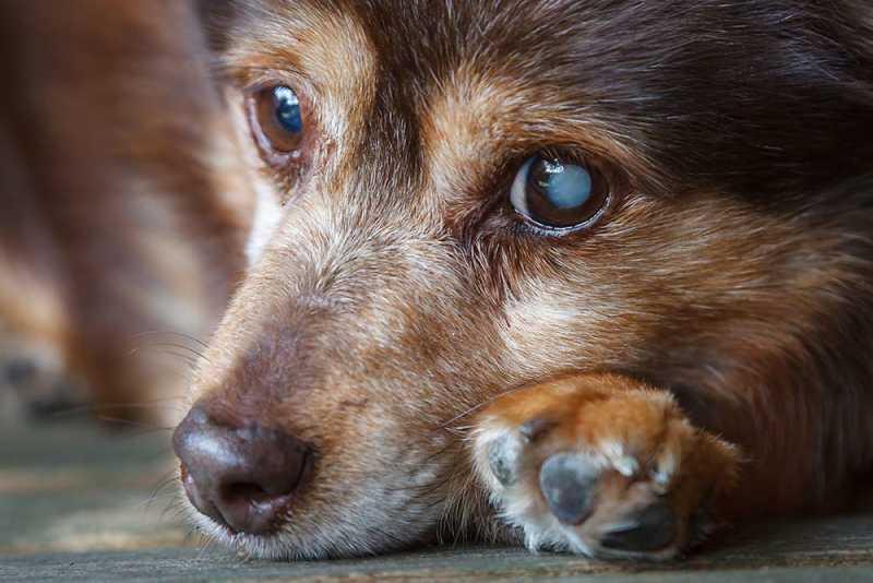 Können Hunde sich einer Kataraktoperation unterziehen?