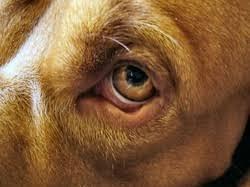 Entropium bei Hunden