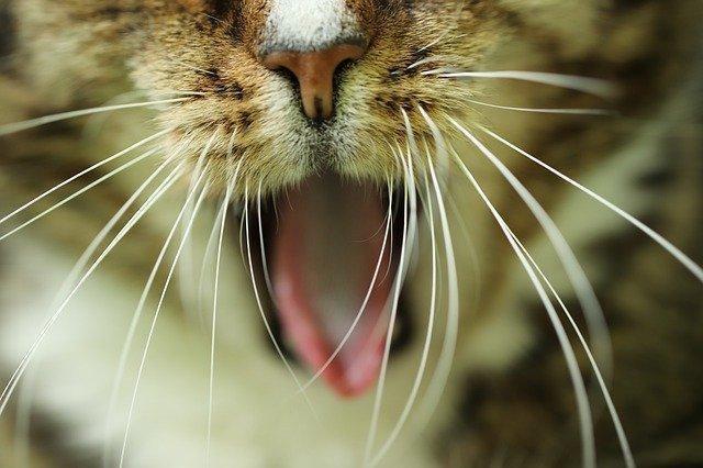 ¿Los gatos pierden bigotes cuando están estresados?