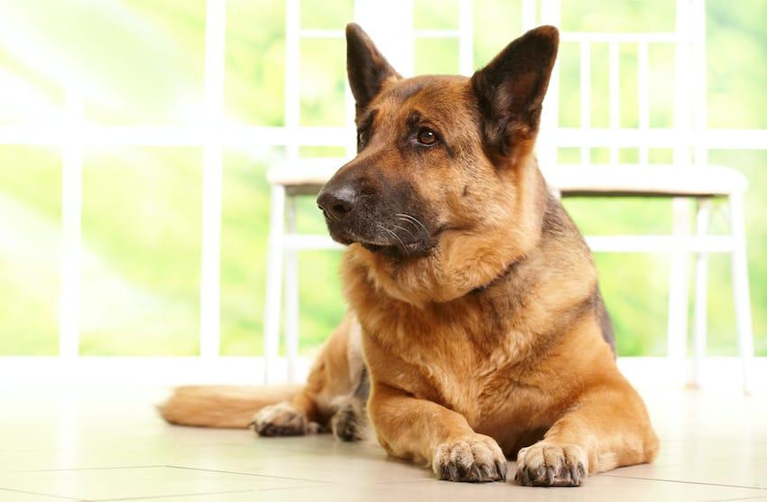 Tumor de cão no baço