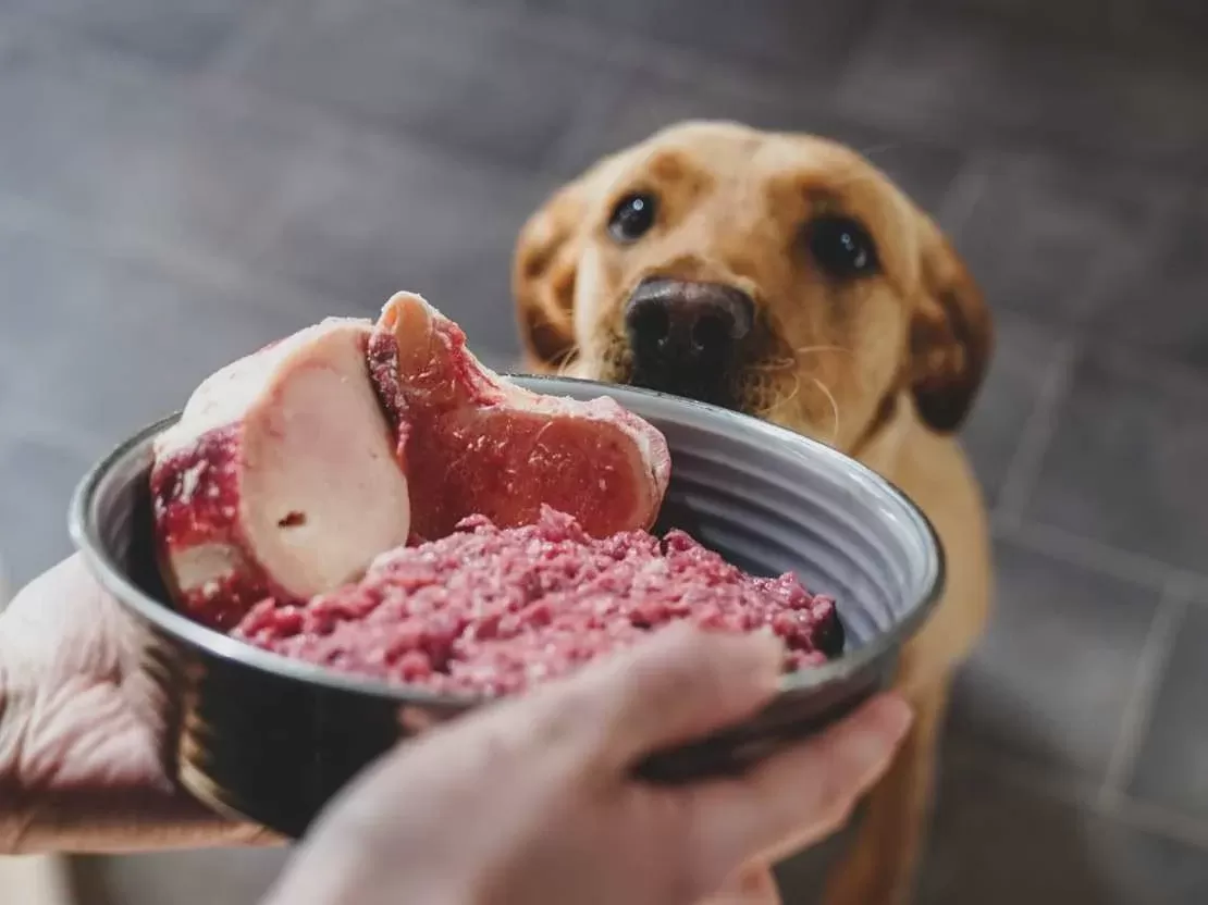 Are you supposed to feed dogs raw meat best sale