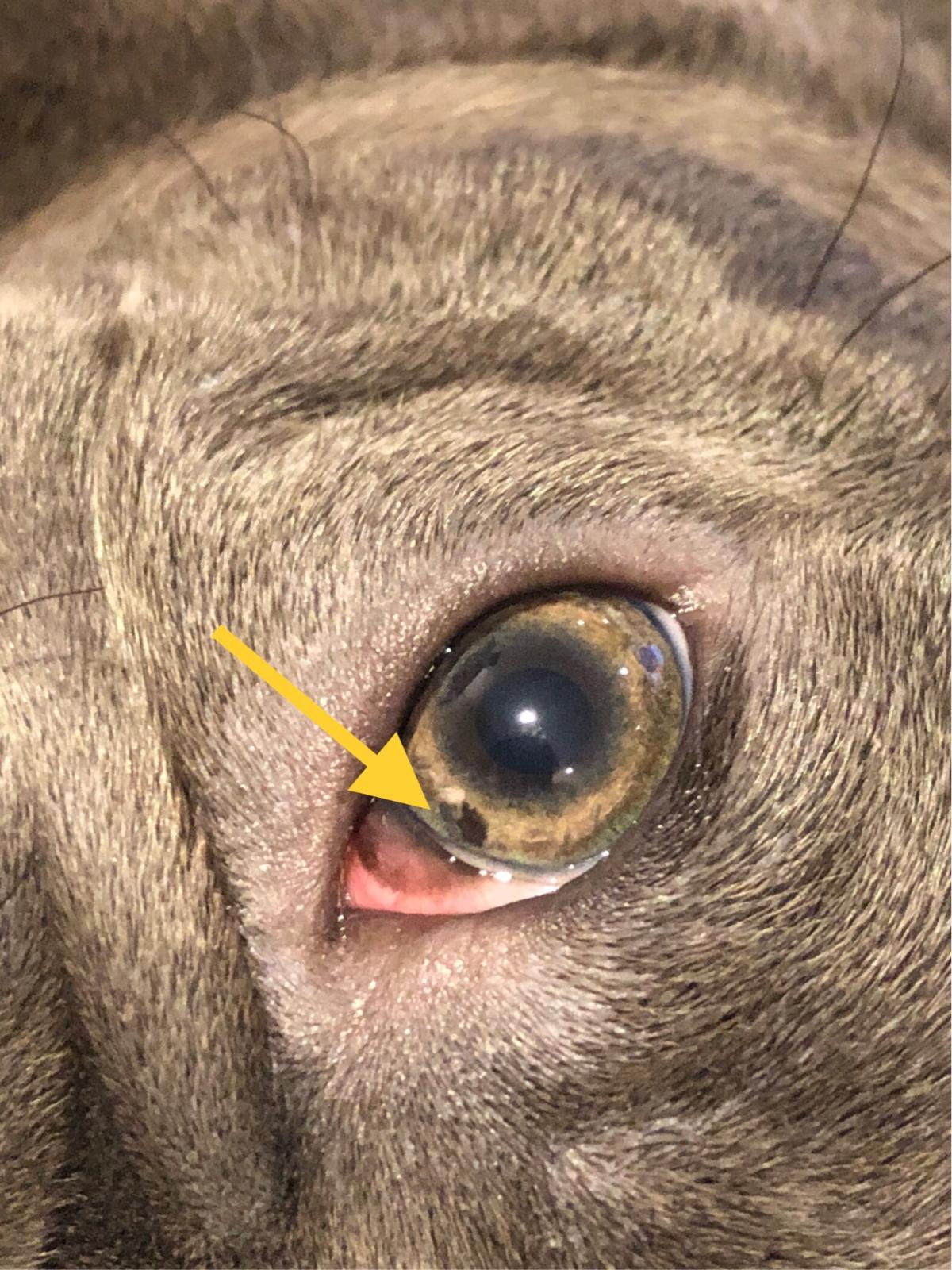 Dark Spot on Dog's Eye