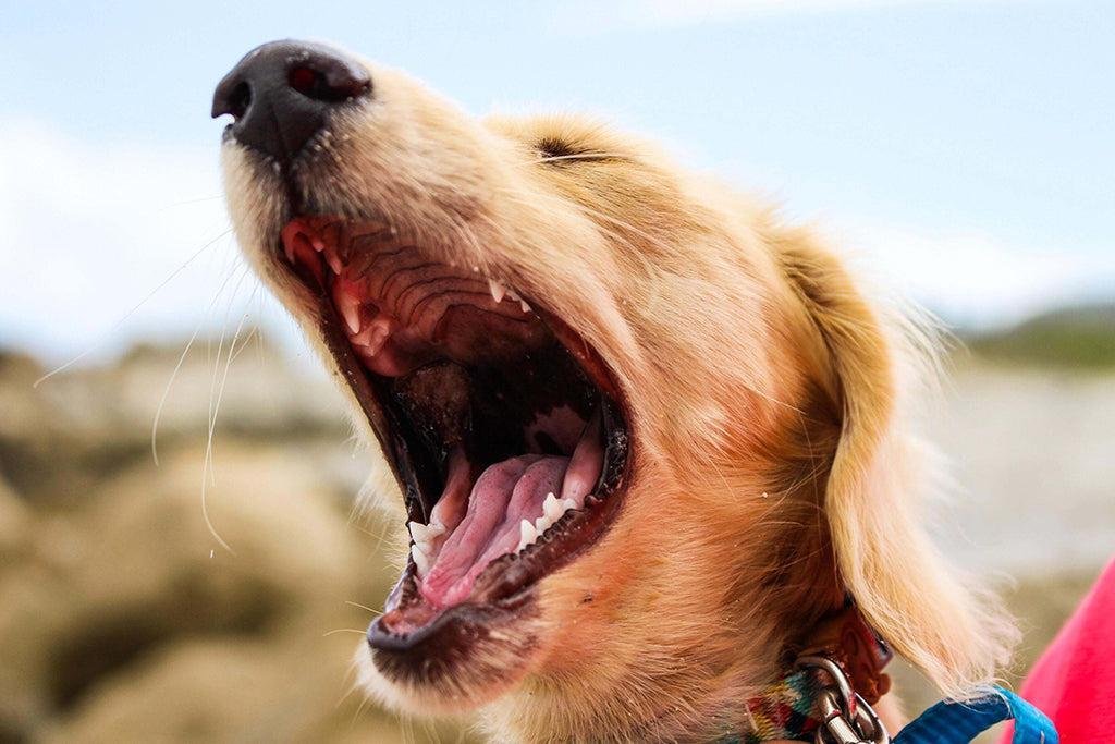 tumor oral benigno em cães