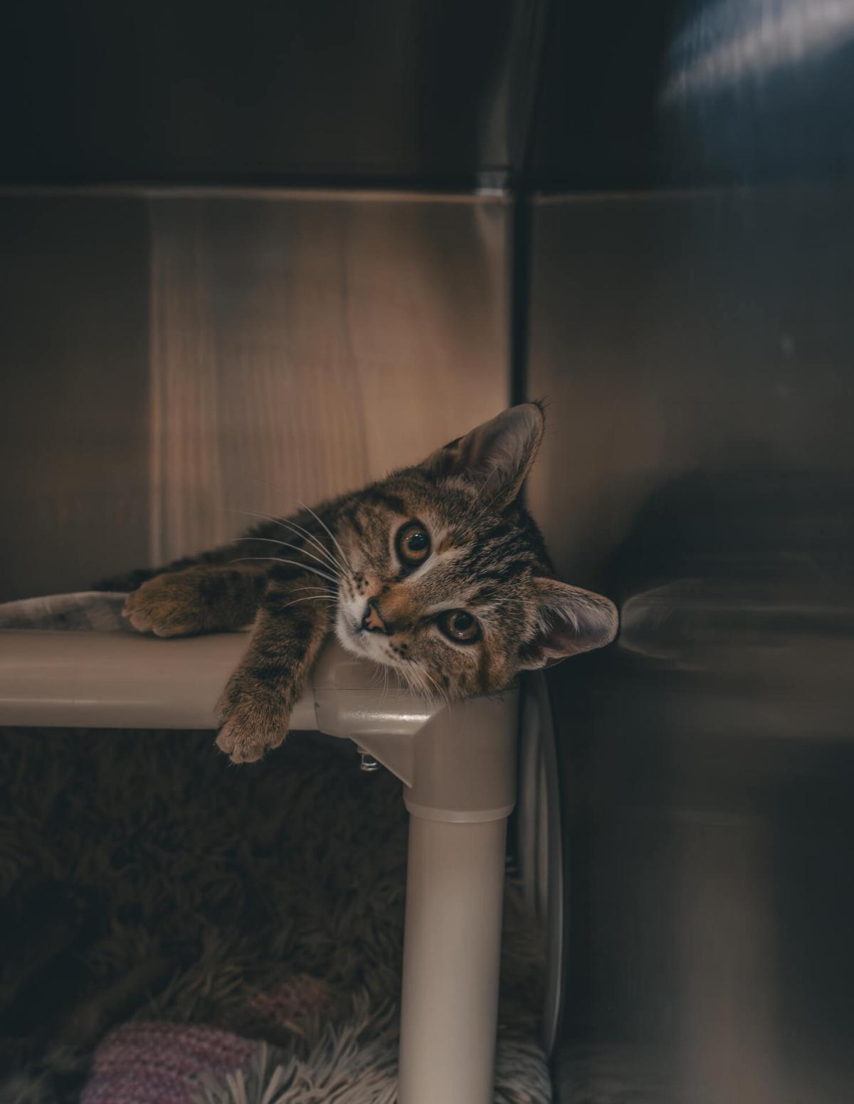 Wie man eine Katze in ein neues Zuhause bringt