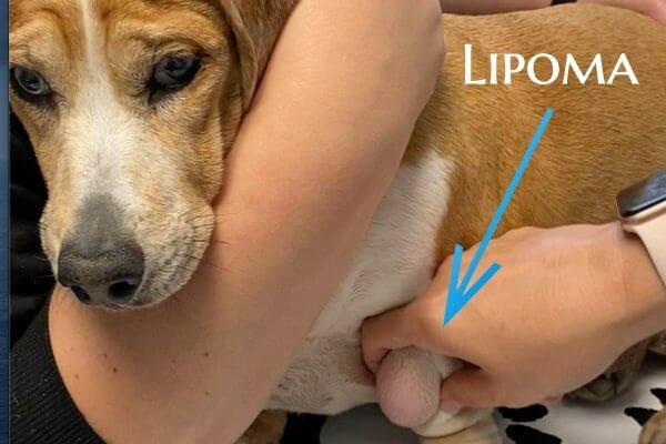 How to Shrink A Dog Lipoma Naturally