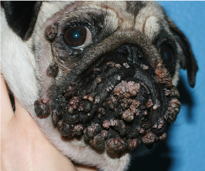 Pap Virus in Dogs