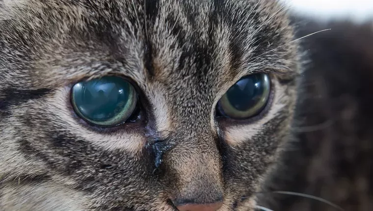 Blindness in Cats: Five Common Causes