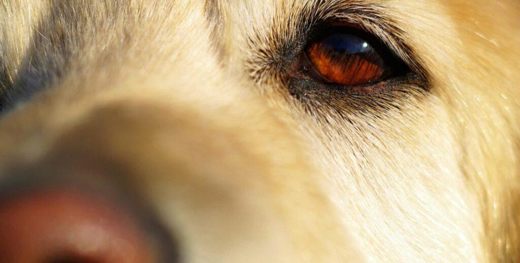 Nebenwirkungen der Netzhaut-Reattachment bei Hunden