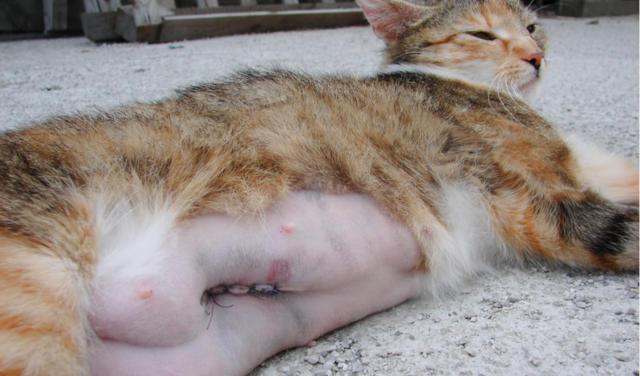 cat large belly now small belly bloody discharge