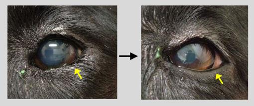 Entropion in Dogs: Before and After