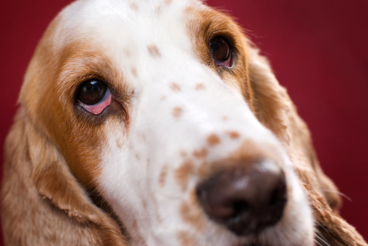 Dog red shops eye treatment