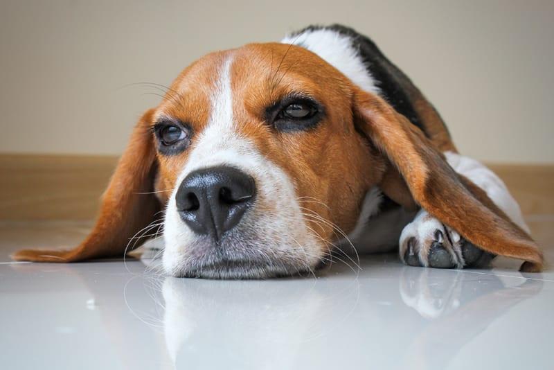 Can Dogs Get Salmonella