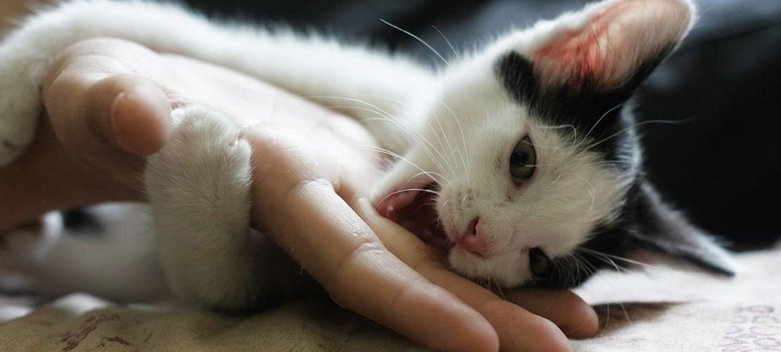 Cómo entrenar a un gato para que no muerda