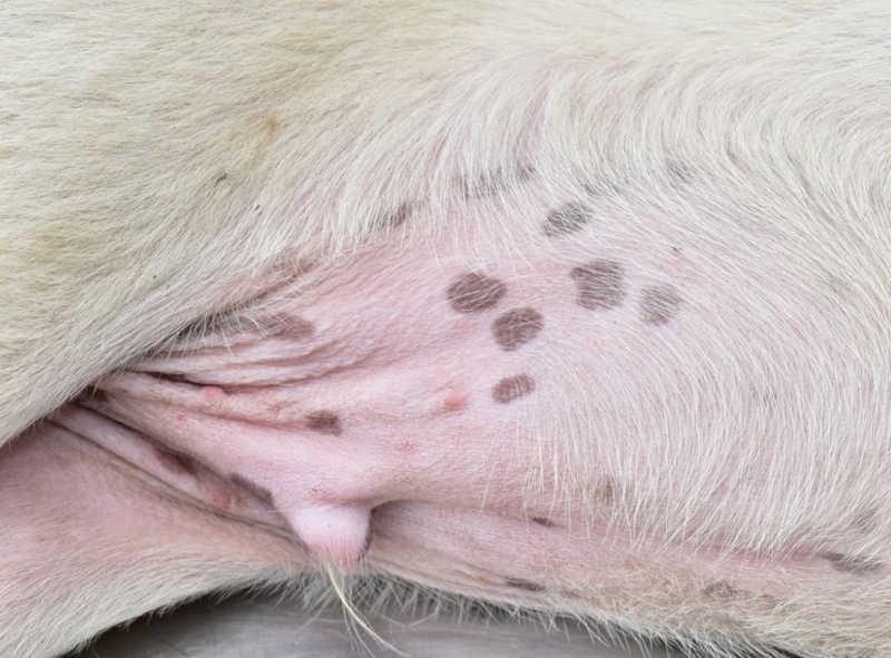 Is It Normal for Dogs to Develop Liver Spots