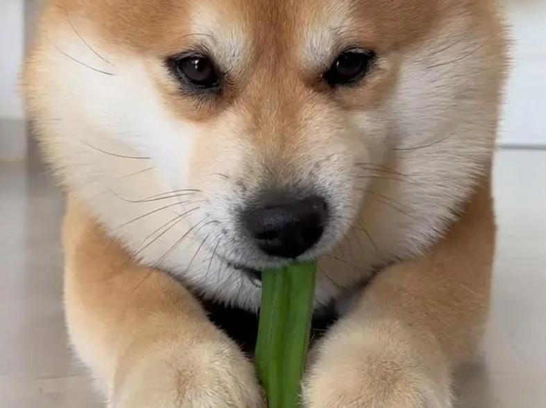 Shiba Inu eating okra