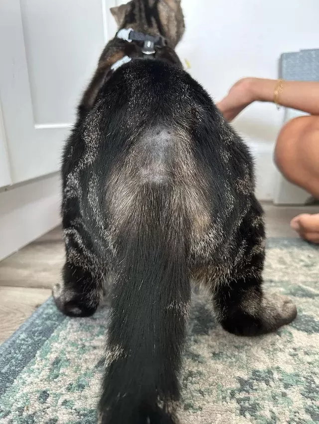 Cat losing shops fur on back legs