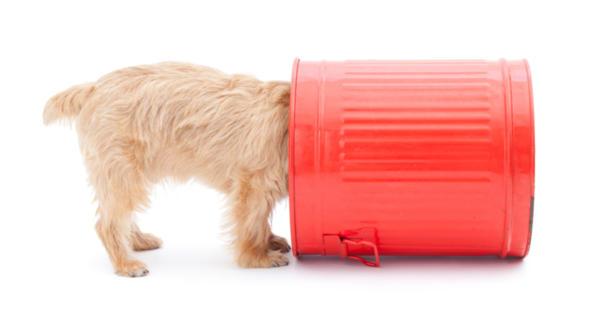 What to Do If My Dog Ate Trash