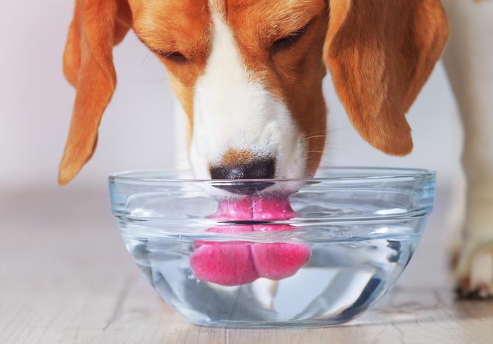 Dog drinks water throws up hotsell