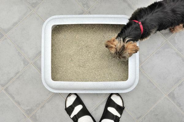 Was passiert, wenn ein Hund Katzenstreu frisst?