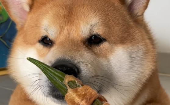 Dog is eating okra and chicken