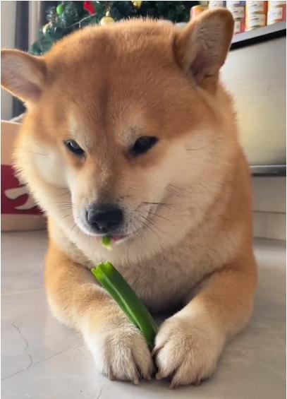 dogs eat okra