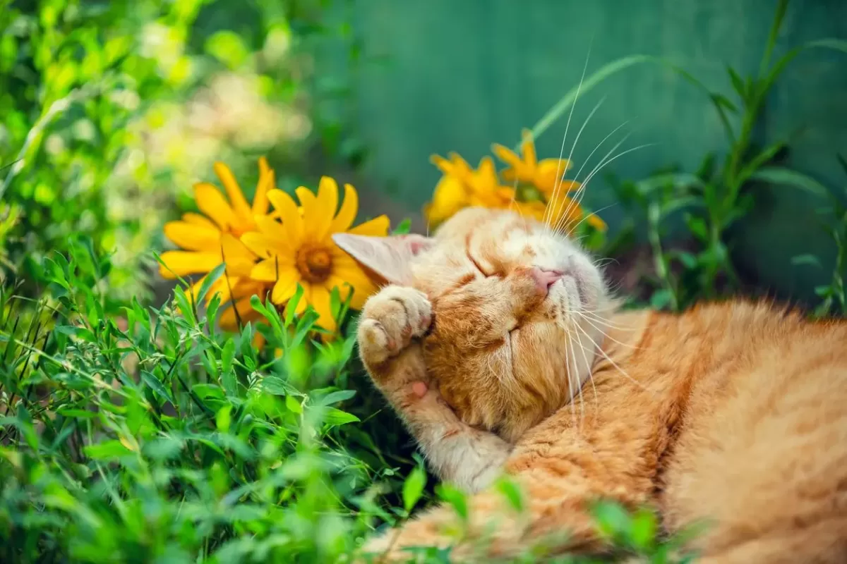 Can Cats Have Allergies to Pollen