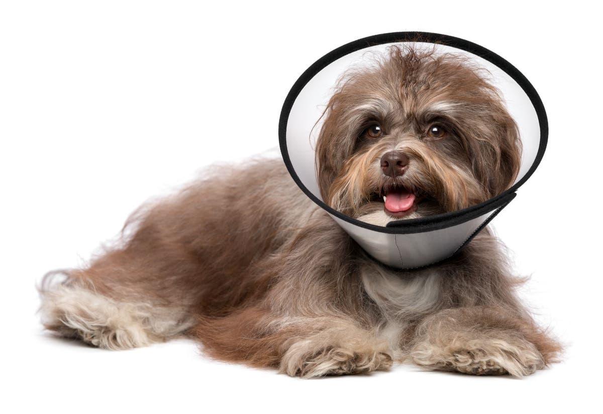 Does Spaying Dogs Calm Them Down