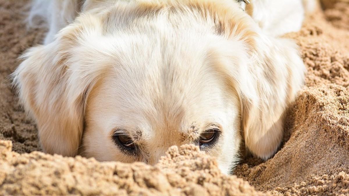 Por que meu cachorro idoso está comendo sujeira