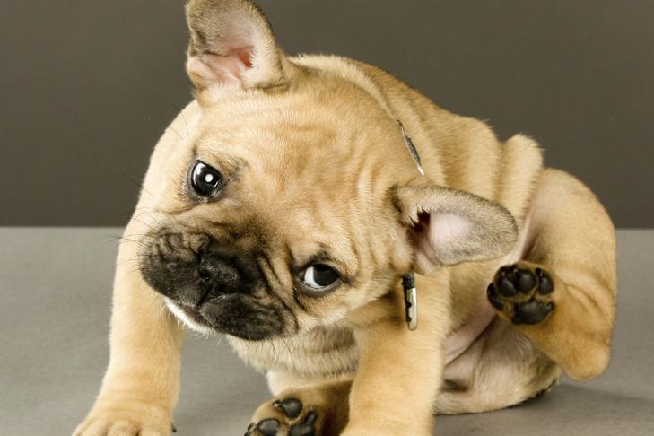 Ear Lice in Dogs