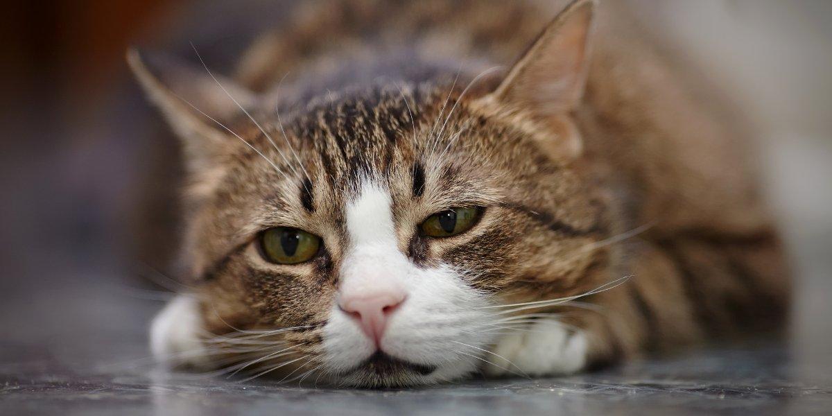 Your Cat Can Have the Same Mental Problems as You