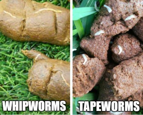 are worms visible in dog poop