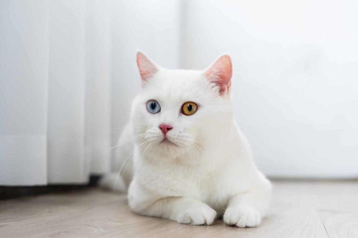 White Nose in Cats