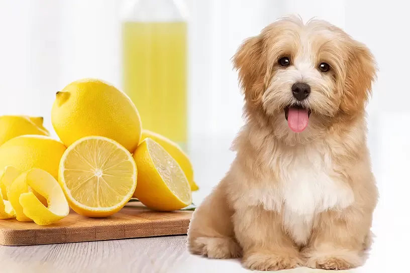 Can Dogs Eat Lemons