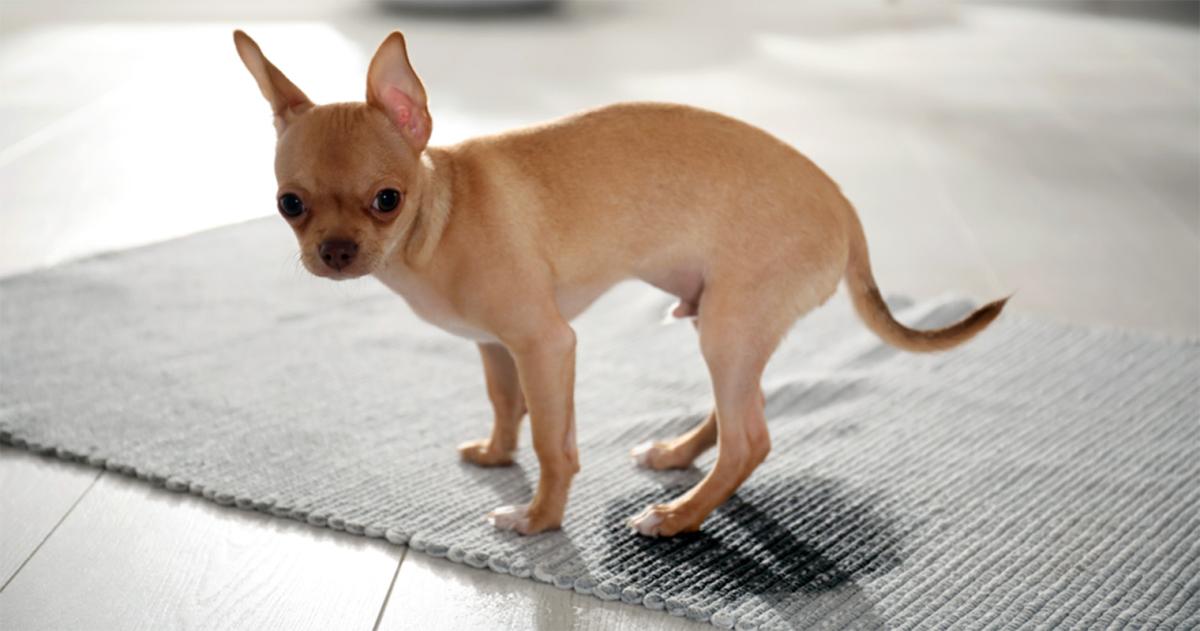 Perro entrenado para ir al baño de repente orinando en la casa