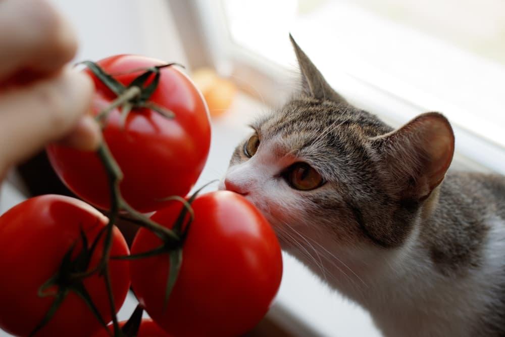 Are tomatoes okay for cats hotsell