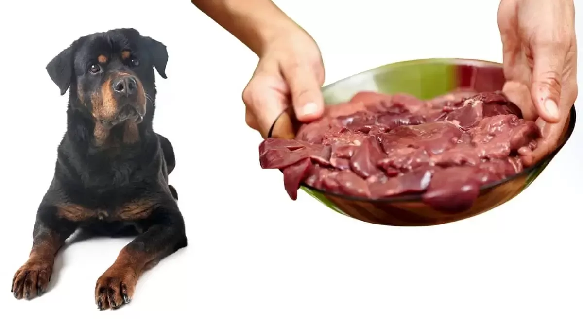 Is Chicken Liver Good for Dogs