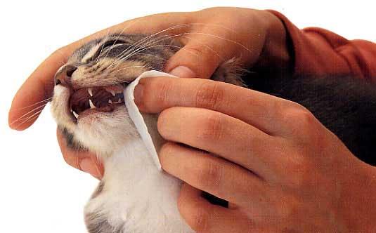 How to Clean Cats' Teeth