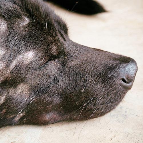 Nose Fungus on Dogs
