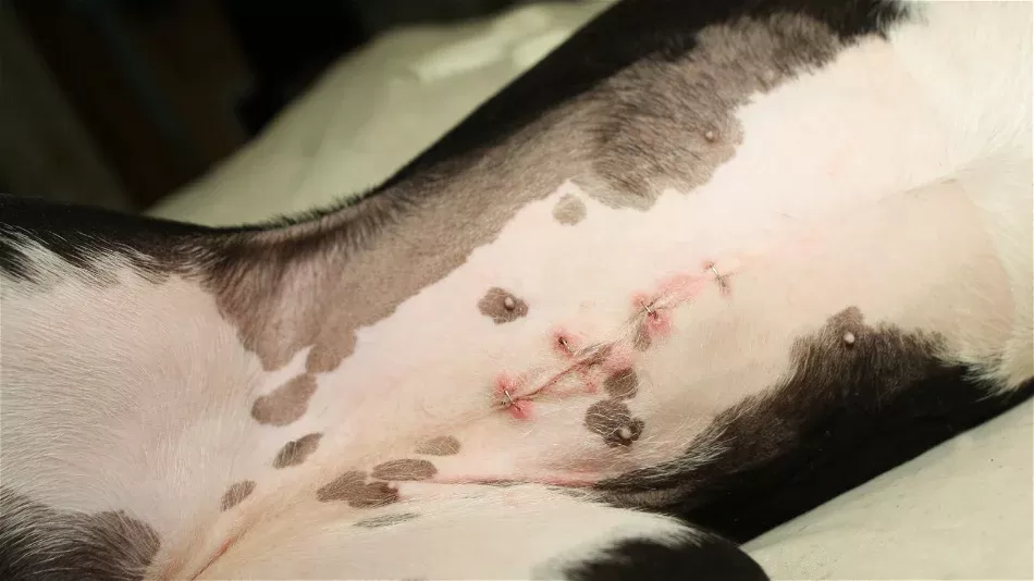 Spay Incision Healing Process