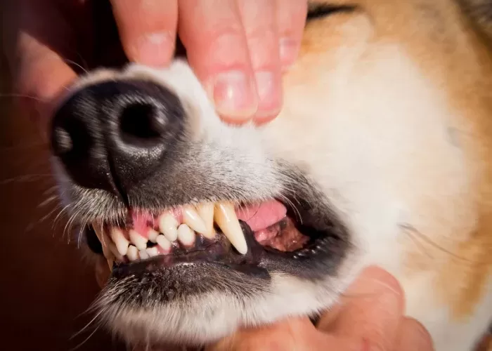Dog Teeth Chattering