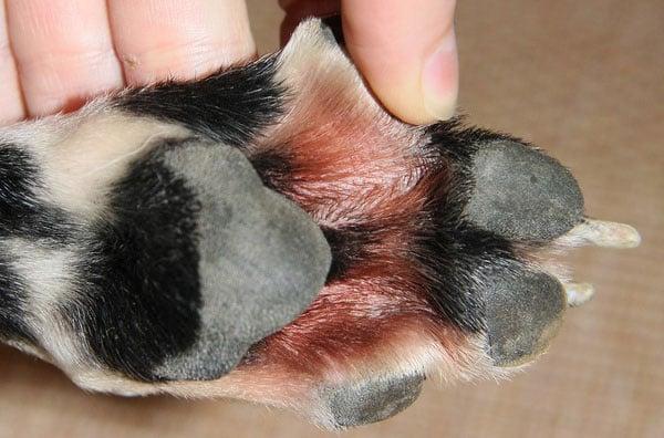 Dog Paw Yeast Infection