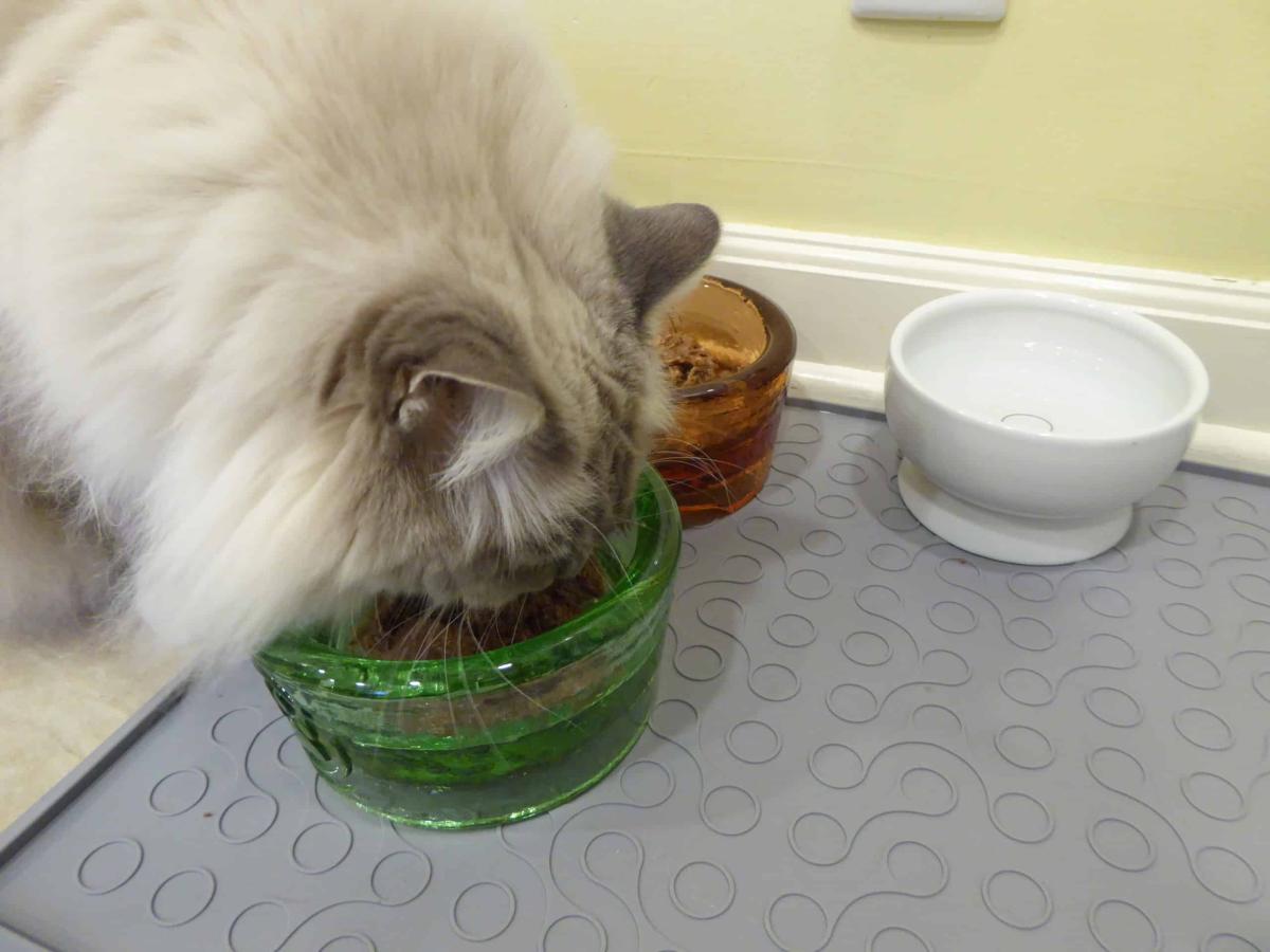 How Long Can Canned Cat Food Sit Out: Safety Tips