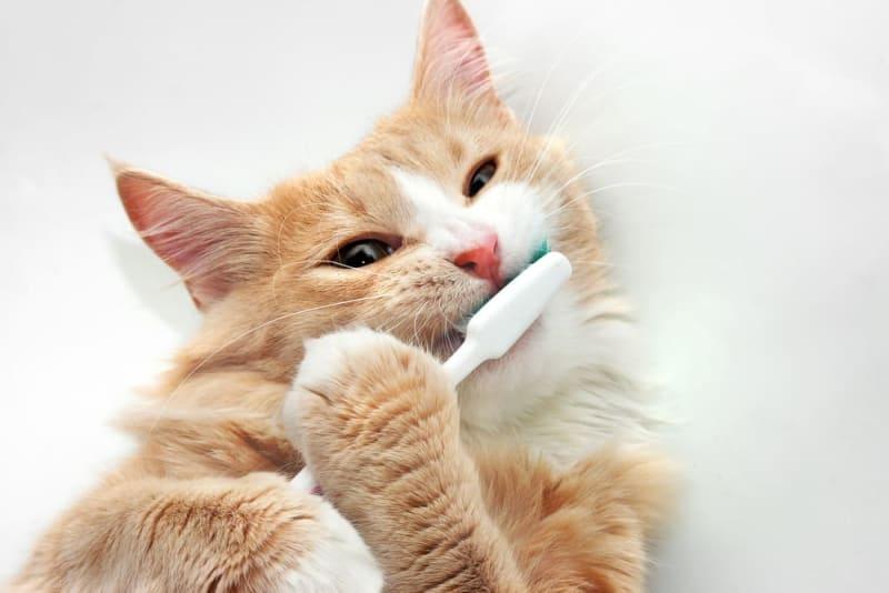 Comment nettoyer les dents des chats