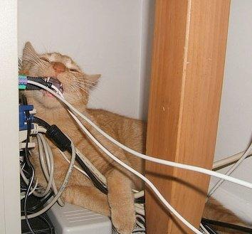 How to Stop Cats From Chewing Cords