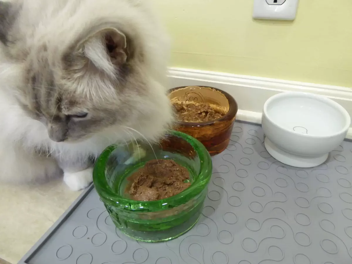 How Long Can Wet Cat Food Sit Out