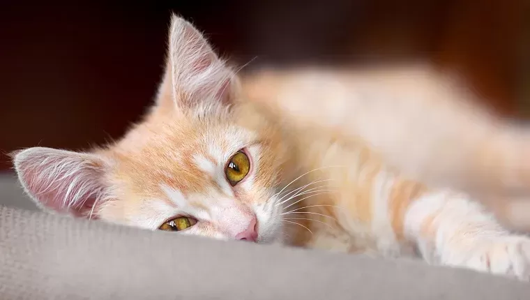 How to Treat Anemia in Cats Naturally