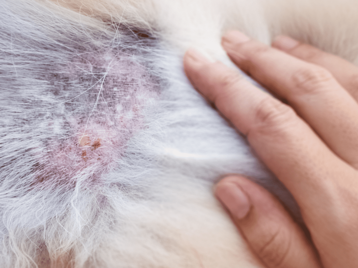 Dark Spots on Dogs Skin