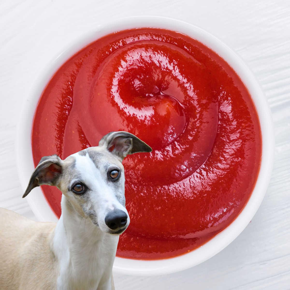 can-dogs-eat-ketchup