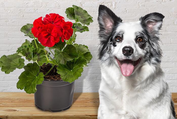 Are Geraniums Poisonous to Dogs