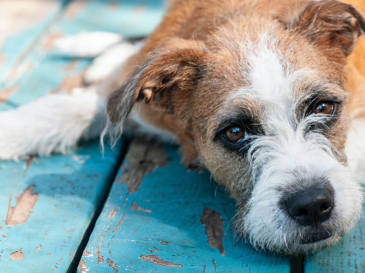 Dog Yeast Infection Home Remedy